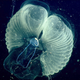 A close-up image of a giant larvacean in its, uh, snot palace.